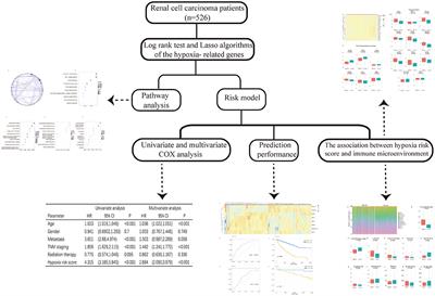 Identifying Hypoxia Characteristics to Stratify Prognosis and Assess the Tumor Immune Microenvironment in Renal Cell Carcinoma